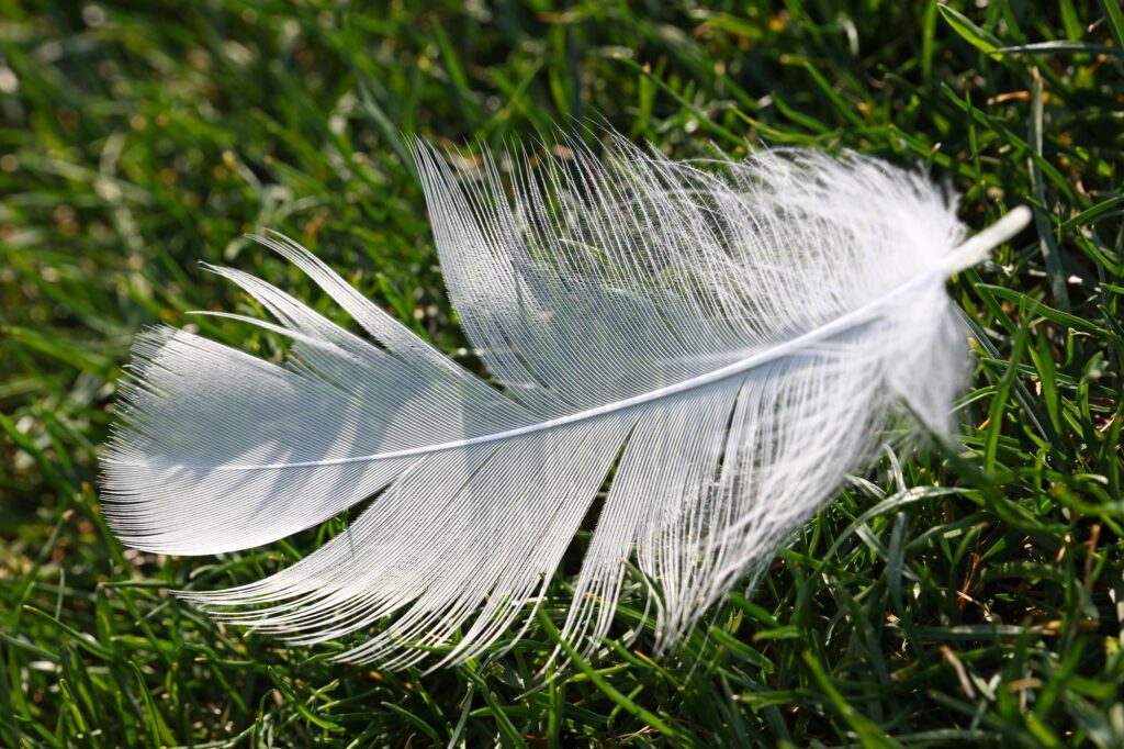 Plume blanche