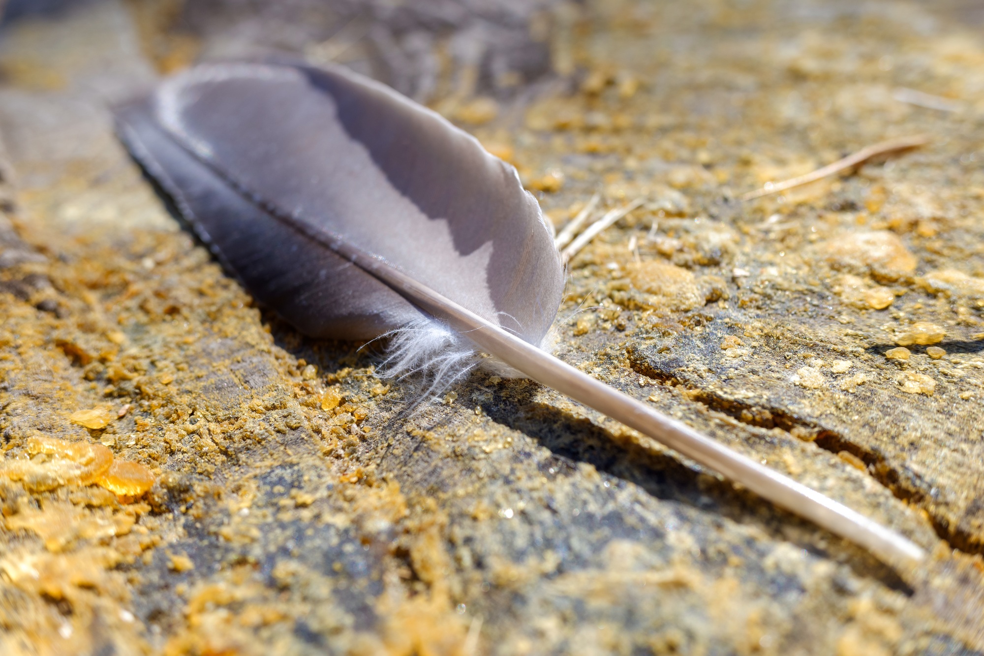 plume grise