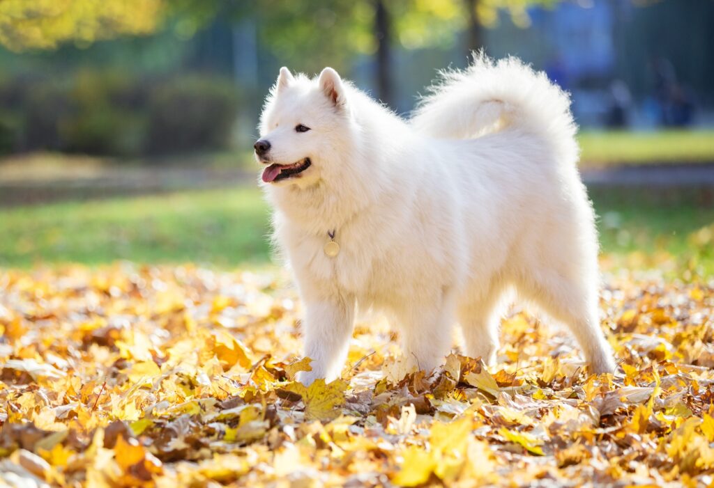 Chien Samoyede
