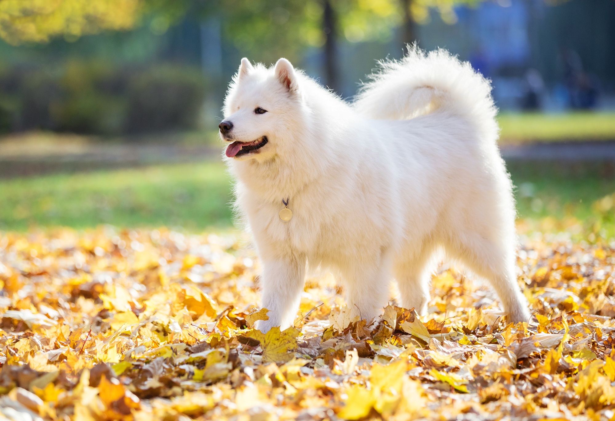 Chien Samoyede
