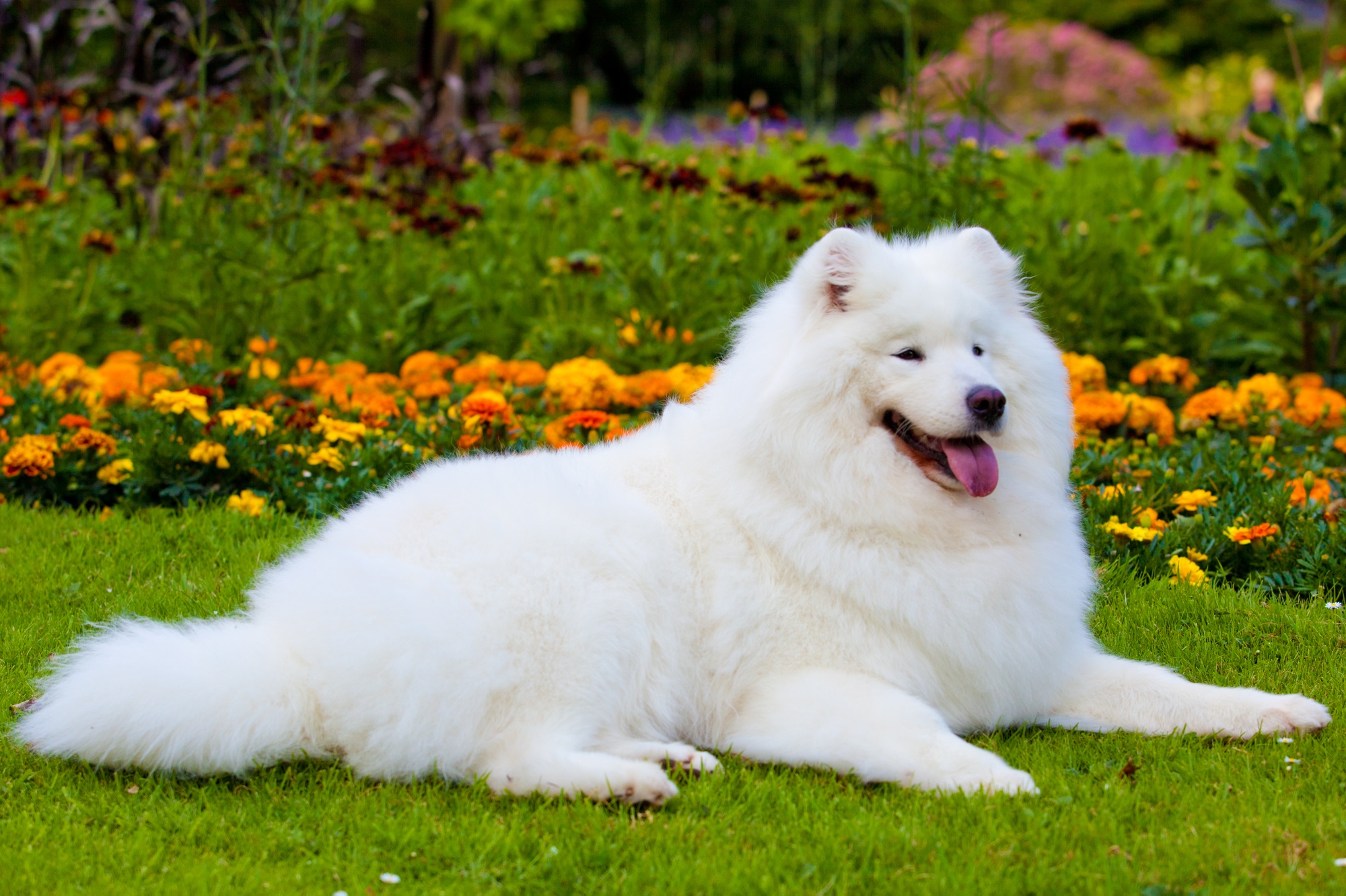 Samoyede