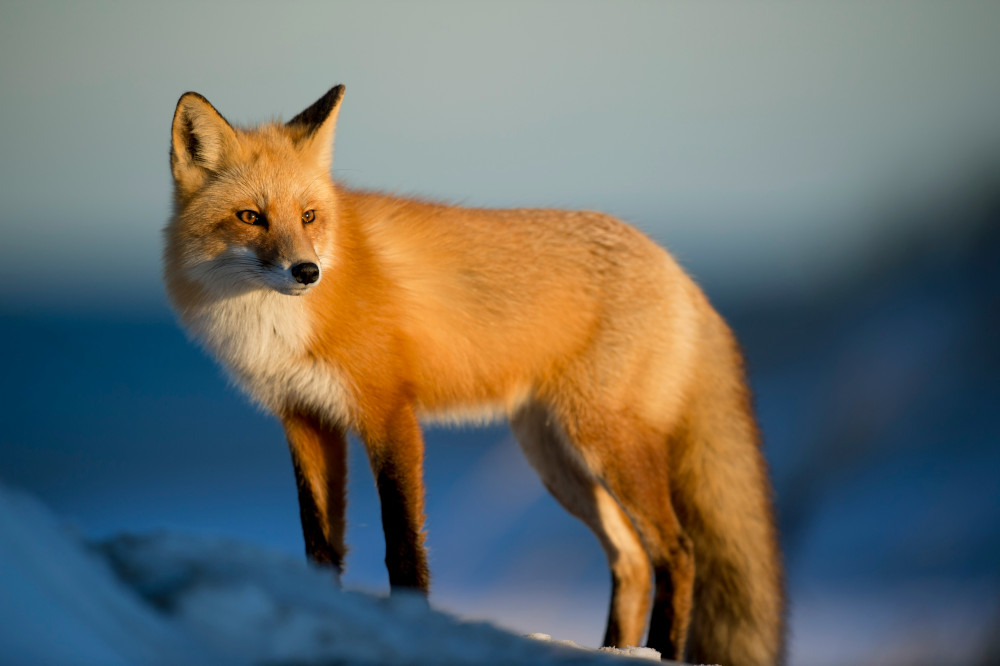 renard