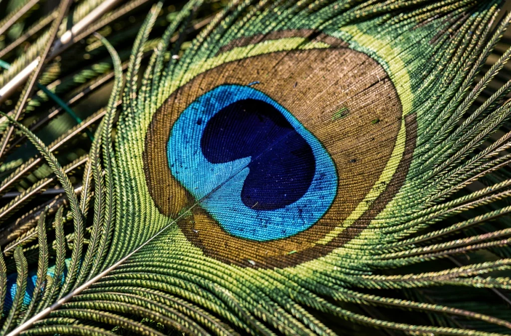 Gros plan sur l'ocelle bleu et vert d'une plume de paon